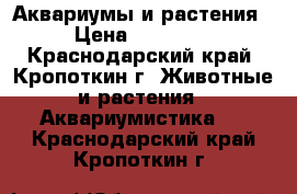 Аквариумы и растения › Цена ­ 21 000 - Краснодарский край, Кропоткин г. Животные и растения » Аквариумистика   . Краснодарский край,Кропоткин г.